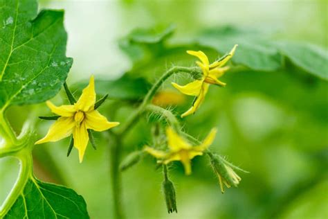 Tomato Plant Not Flowering 5 Causes And How To Fix It Tomato Bible