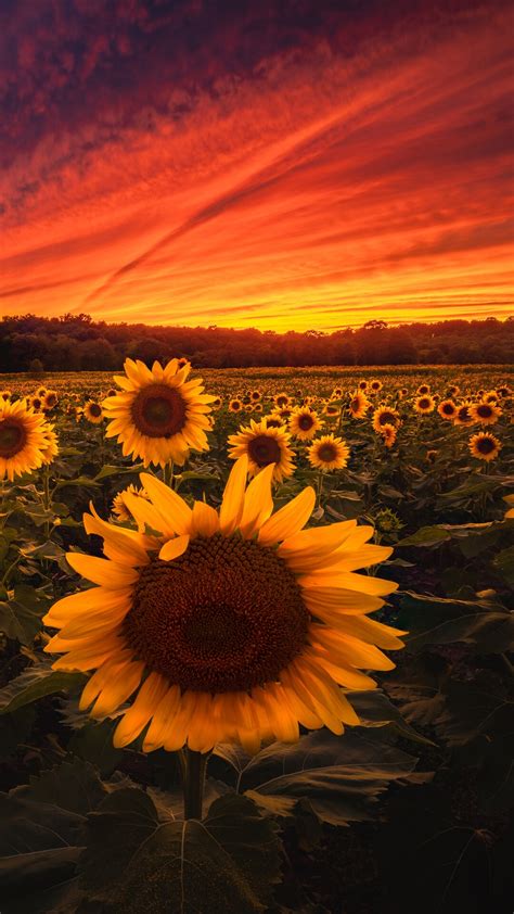 1384420 Sunset Sunflowers Flower Field Scenery Nature Full Hd