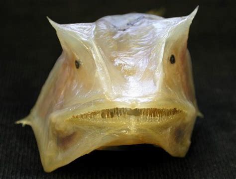 This Week In Fish Hagfish Slime And Parasitic Males Australian Museum
