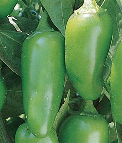 100 Hot Jalapeno Early Pepper Seeds Capsicum