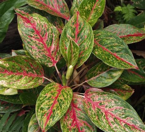 3 budidaya tanaman hias air tawar. Tanaman Hias Aglaonema | SamudraBibit.com