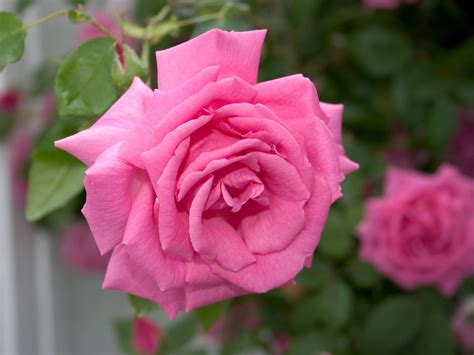Photo De Fleurs Rose • Les Plus Belles Photos Par Bonjour Nature