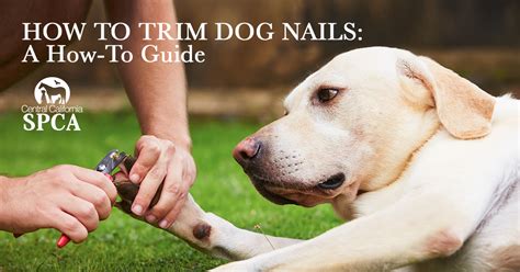 Light colored claws are easier to cut than dark claws as the blood vessels and nerves that supply the claw, called the quick, are easier to see. How to Trim Dog Nails: A How-To Guide
