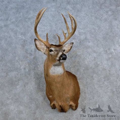 Whitetail Deer Shoulder Mount For Sale 15621 The Taxidermy Store