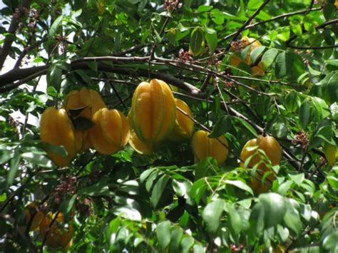 How To Grow Star Fruitcarambola From Seed To Harvest Check How This