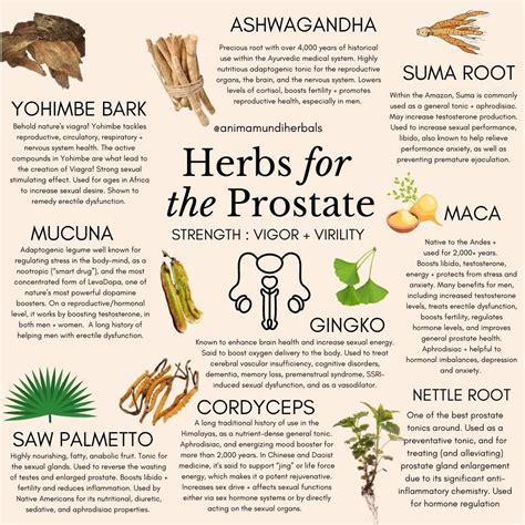 An Image Of Herbs For The Prostaate With Some Information About Them And What They Are