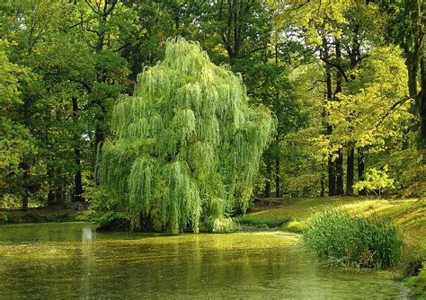 Ready to unlock all the potential in your next landscape painting? Willow Tree Tattoo Meanings, Ideas And Variations