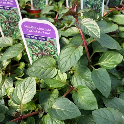 May 28, 2021 · cousin sauvage de la marjolaine, l'origan est originaire du bassin méditerranéen et d'asie centrale. Menthe chocolat Pot 4'' - Les Jardins du Petit-Pré - De ...