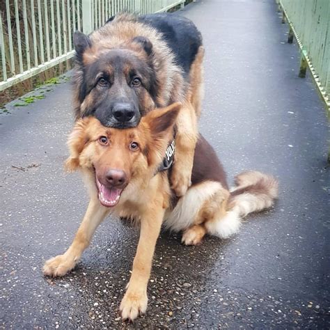 22 Pics Of German Shepherd Dogs To Put A Smile On Your Face Dogs Addict