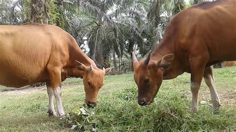 100 Gambar Animasi Sapi Makan Rumput