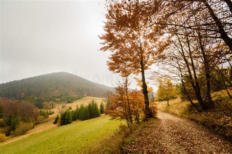 Beautiful Autumn Woods Landscape Stock Image Image Of Outdoors