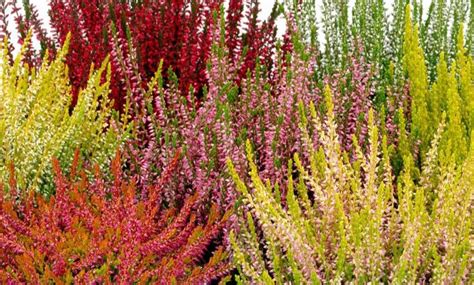 Evergreen Heather Plants Groupon Goods