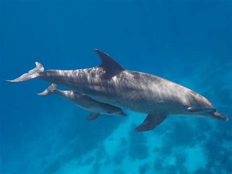 Are Dolphins Dangerous 17 Facts That Prove They Are — Best Life