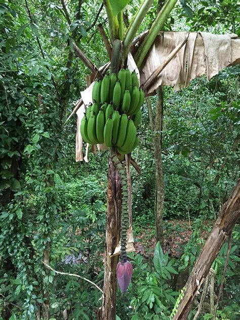 Rainforest Banana Tree