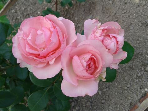 Ranczo Elma Róża Mini Eden Rose