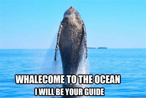 16 Whale Memes That Will Make You Laugh All Day Whale Funny Whale Memes