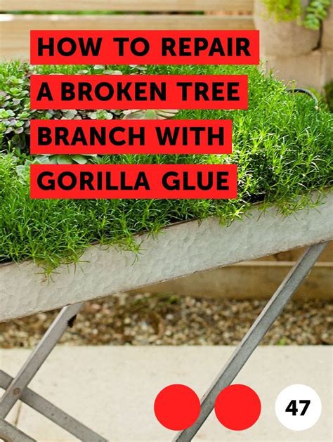Learn How To Repair A Broken Tree Branch With Gorilla Glue How To