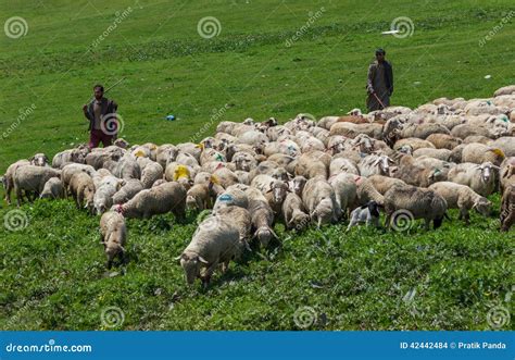 Sheep Grazing Field Stock Photo 150787392
