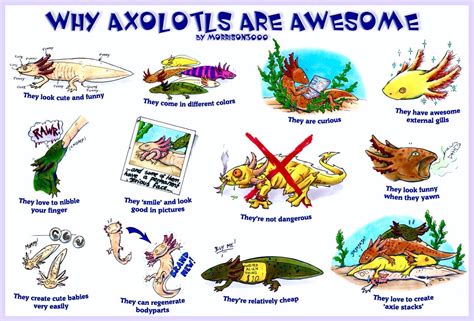 Why Axolotls Are Awesome Axolotl Pet Axolotl Tank Axolotl Care