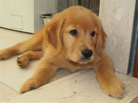 Benvenuta Hampton Il Nostro Cucciolo Di Golden Retriever Americano