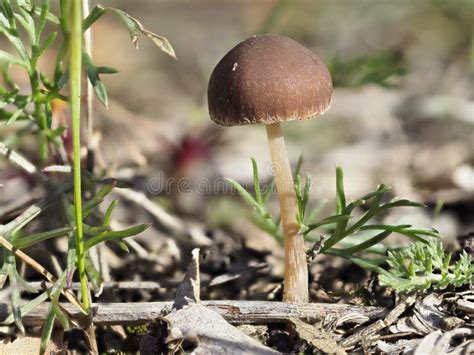 Little Brown Mushroom In The Grass Stock Image Image Of Grass Forest