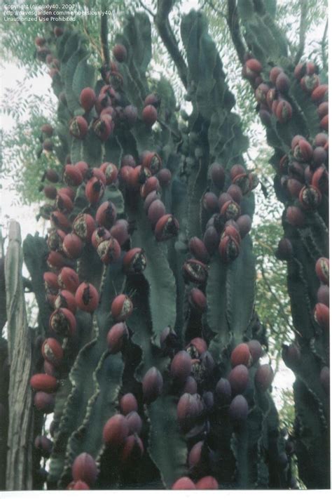 Natural mescaline the san pedro cactus is undoubtedly one of the oldest magic plants in the best time to cut is from april to august. PlantFiles Pictures: Cereus Species, Andes Organ Pipe ...