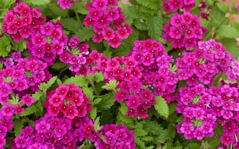 How To Plant Flowers For A Garden Full Of Color Flowers Perennials