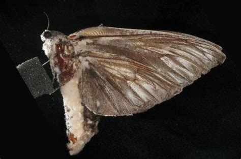 Builders discovered a giant wood moth at mount cotton. Endoxyla cinereus