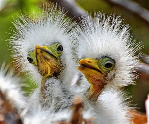 Two Baby Birds With Funny Feathers Beautiful Birds Pinterest Bird