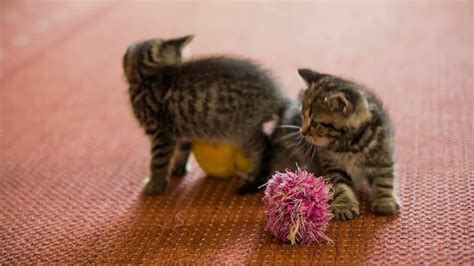 Two Cute Kittens Play With Own Toys Youtube