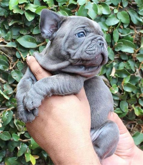 Ds bulldogs, we are selling this beautiful puppy. 10 French Bulldogs To Make You Feel Fuzzy | Bulldog ...