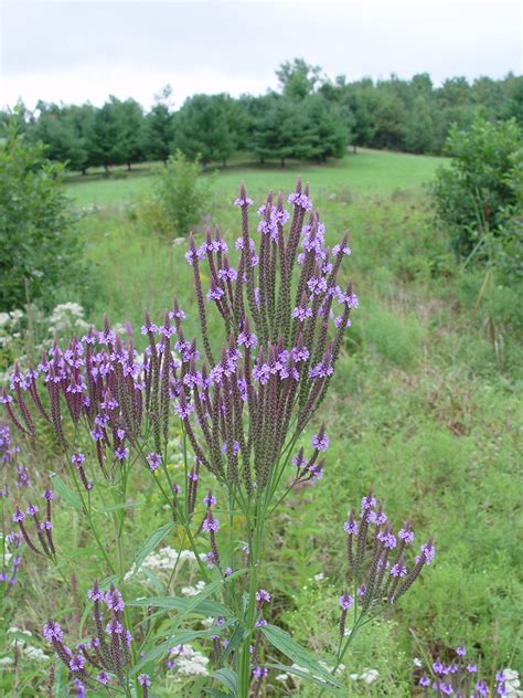 Verbena Hastata Blue Vervain Go Botany