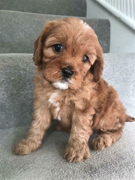 Maybe you would like to learn more about one of these? Gorgeous Health Tested Red Cavapoo Puppies. | in Otford ...