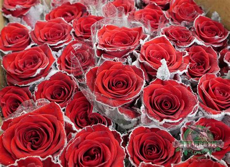 Whether you're shopping for a birthday, wedding, anniversary or other special occasions. JetFreshFlowers.com "Cold Feet" Red Roses are available ...