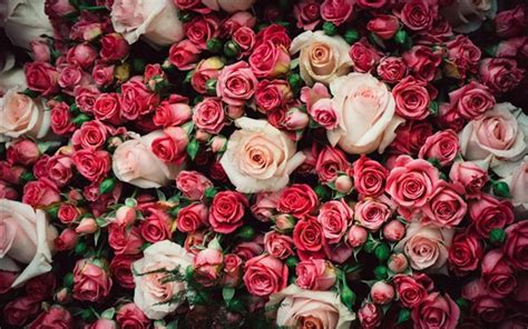 Viele Rosa Rosen Blumen 3840x2160 Uhd 4k Hintergrundbilder Hd Bild