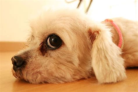 Cute Dog Wallpaper ·① Wallpapertag