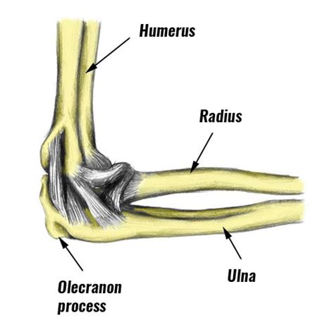 Olecranon Olecranon Fracture Wikipedia This Notch Is Called The