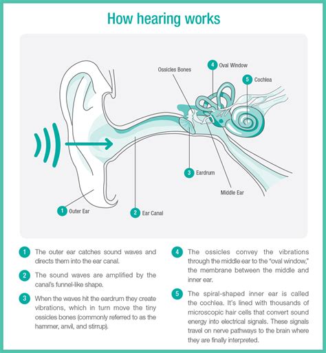 Ear Anatomy Nacogdoches Tx Cole Audiology Lab