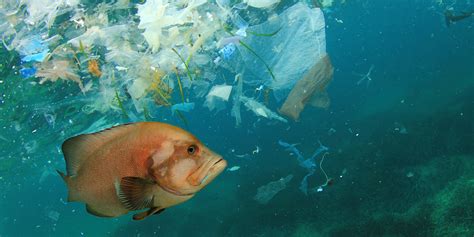 Record Microplastic Density Found On Mediterranean Seabed Daily Sabah