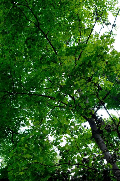 Forest evergreen forest dark green aesthetic color vibe forest green color aesthetic pictures forest color green wallpaper green inspiration. Free Images : tree, nature, branch, sky, sunlight, air ...