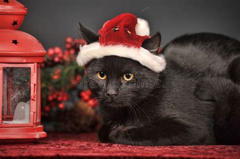 Black Cat In Christmas Hat Stock Photo Image Of Feline 34777632