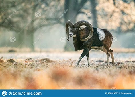 European Mouflon Ovis Orientalis Musimon Stock Image Image Of