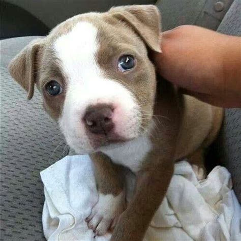 Adorable Puppy White Pitbull Puppies Pitbull Puppies Pitbull Art