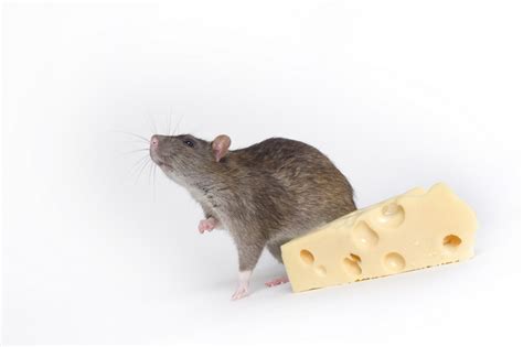 3) does a cat like to swim? Mouse and Cheese - Priceless Pic