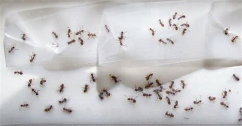 Wir informieren sie rund ums thema der effektiven. Ameisen bekämpfen im Haus und im Garten - Hausmittel gegen ...