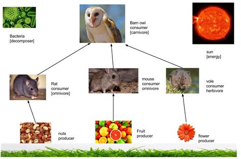 Barn owl food chain they are known to nest in barns, hence the name. Barn Owls Food Web