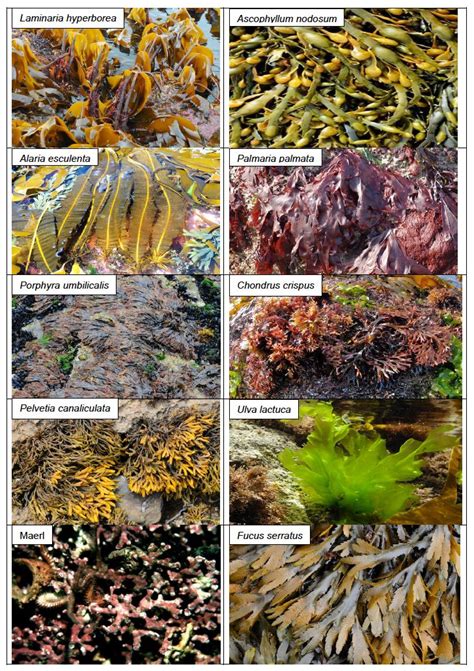 Figure 1 Examples Of Seaweed Edible Seaweed Seaweed Sea Vegetables