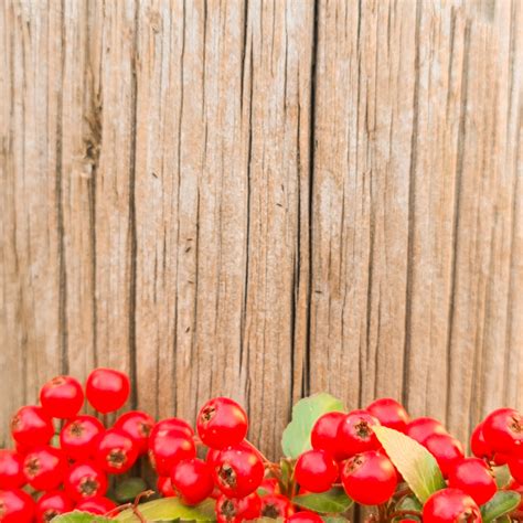 Red Berries On Wooden Background Free Stock Photo Public Domain Pictures