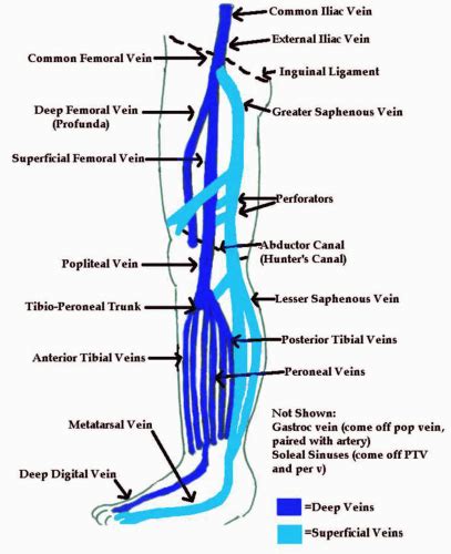 Peripheral Venous Systems Thoracic Key