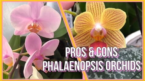 Pros And Cons Of Growing Phalaenopsis Orchids Orchid Care For Beginners